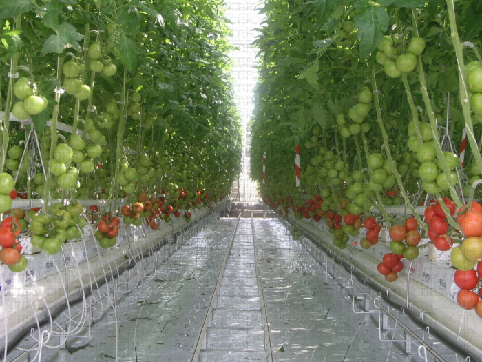 Culture de tomate hors sol en début de récolte